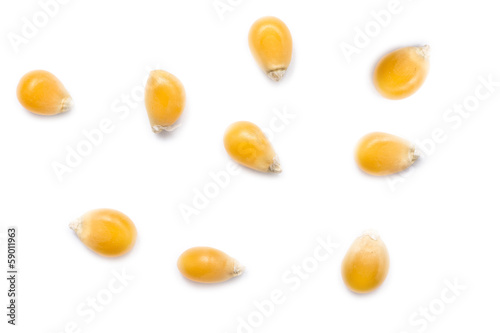 Photography Corn Seeds On White