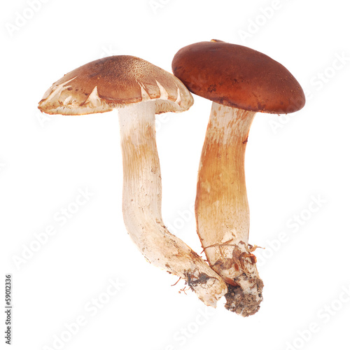 cortinarius mushrooms