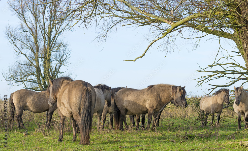 Wild Konik horses in a field with trees at fall Wild Konik horses in a field with trees at fall