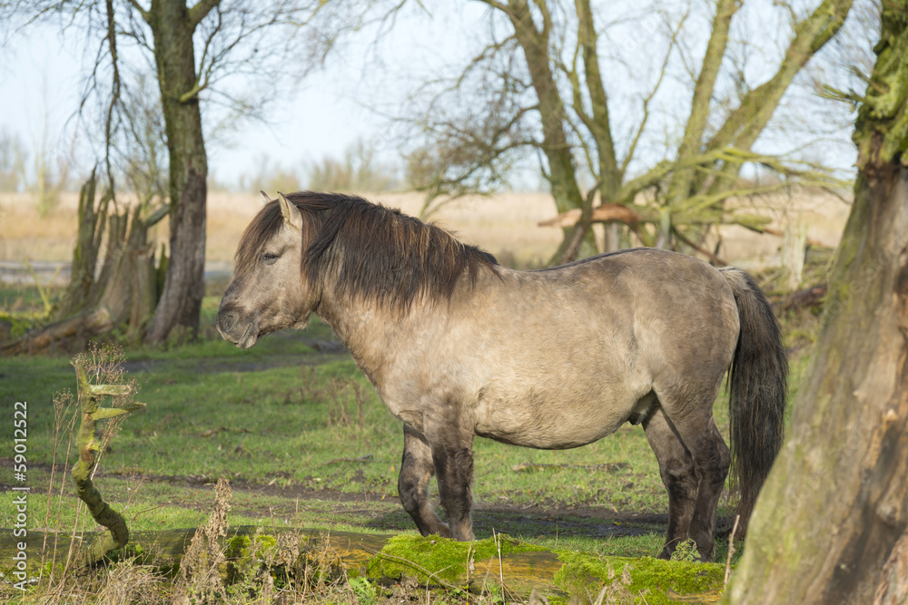 Fototapeta premium Wild Konik horse in a field with trees at fall