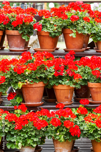 Fototapeta Naklejka Na Ścianę i Meble -  Geranium