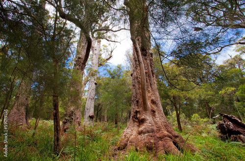 Valley of the Giants  Denmark  Australia