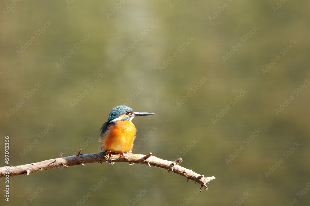 止まり木のカワセミ 止まり木のカワセミ