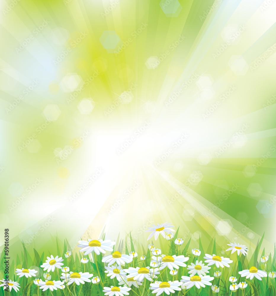 Naklejka premium Vector spring background with white chamomiles.