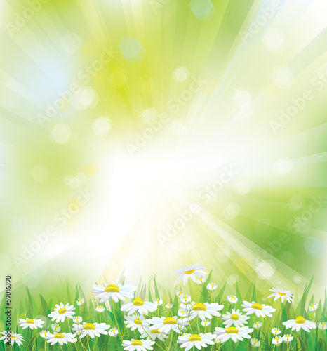 Vector spring background with white chamomiles. © rvika