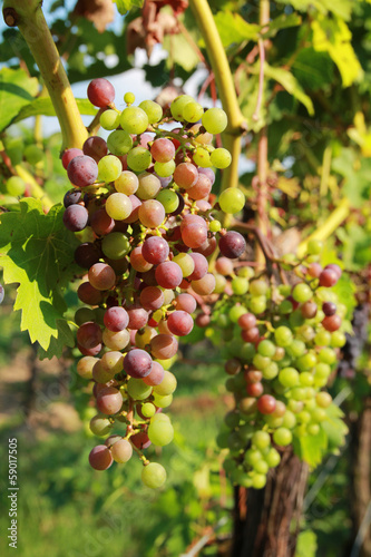Red grapes in vine
