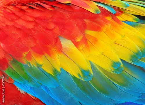 Parrot feathers, red and blue exotic texture © edelwipix