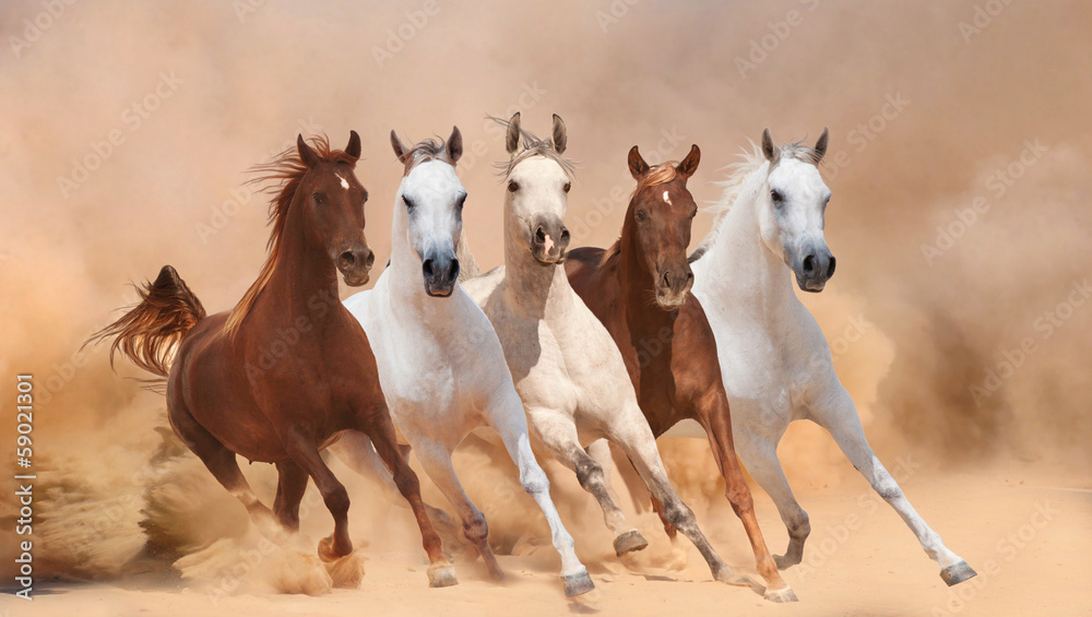 Horses in dust - obrazy, fototapety, plakaty 