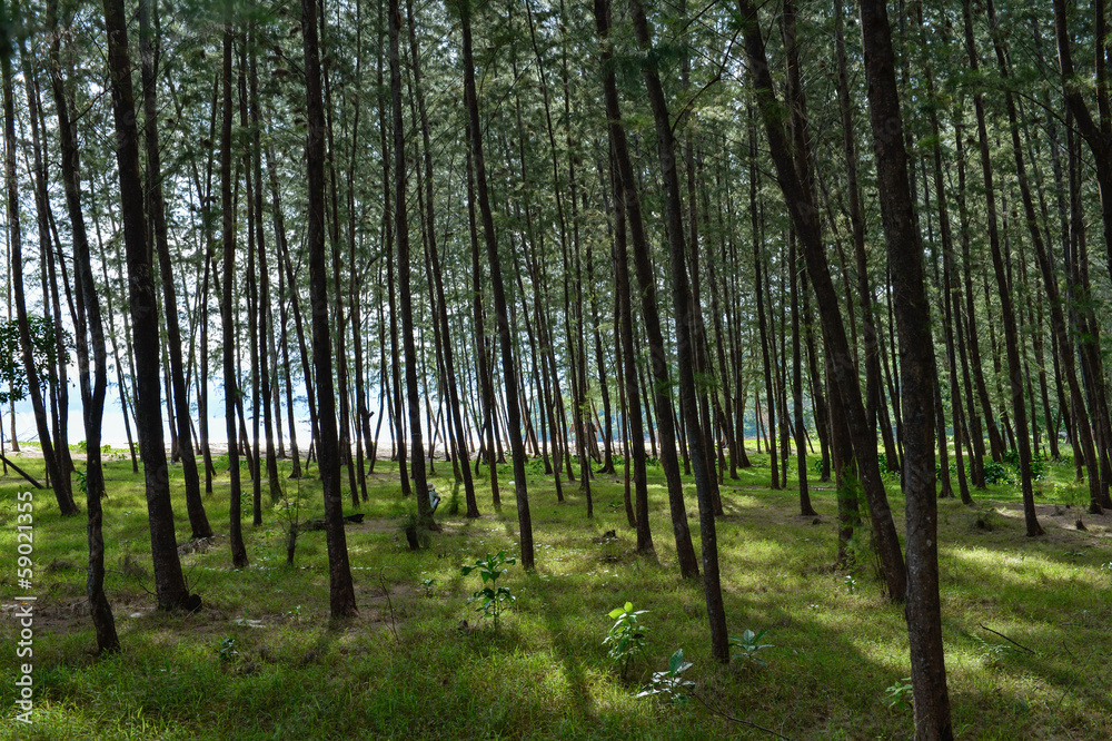 Fototapeta premium Pine(Common Ironwood) tree forest