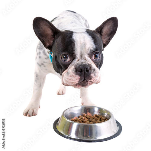French bulldog eating dog food from his bowl © Patryk Kosmider