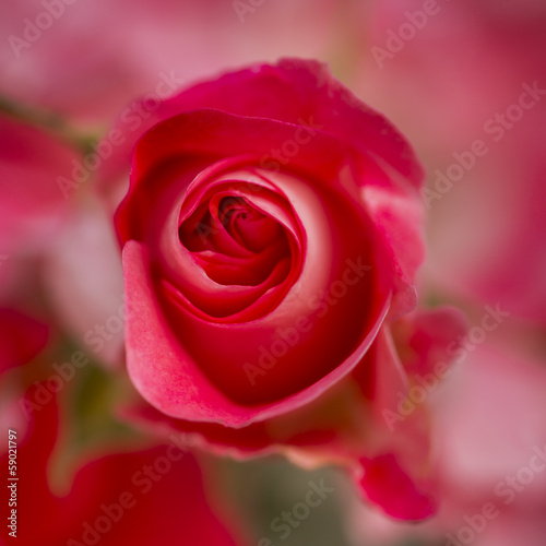 Rose du jardin  Queen Elisabeth 