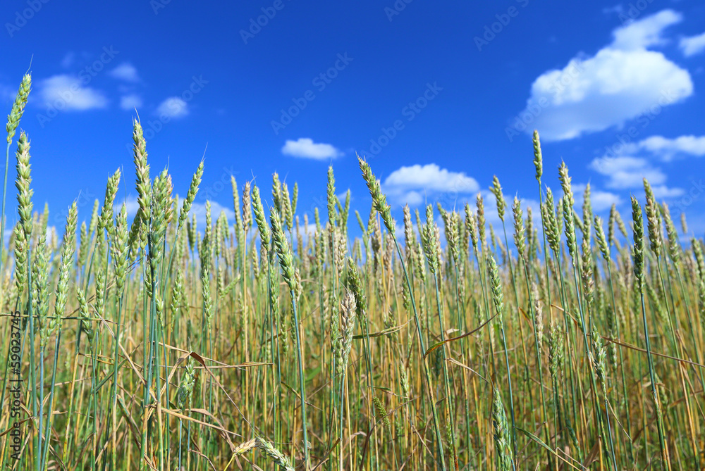 Obraz premium wheat