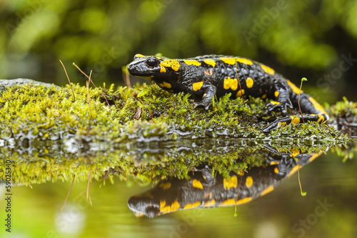 Feuersalamander