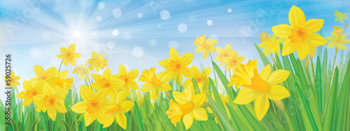 Vector of daffodil flowers on sky background.