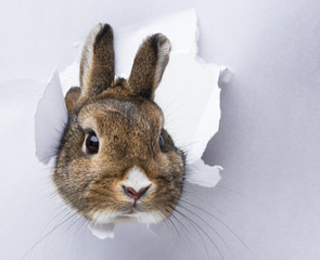 little rabbit looks through a hole in paper