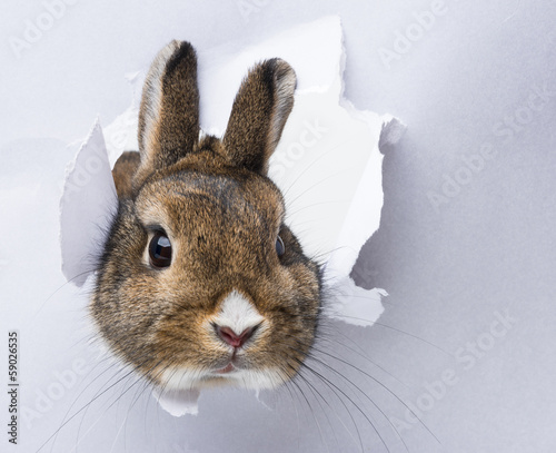Fotobehang little rabbit looks through a hole in paper