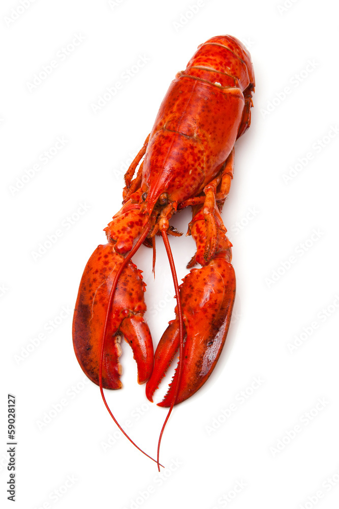 Cooked Canadian red lobster isolated on a white studio Backgroun Cooked Canadian red lobster isolated on a white studio Backgroun