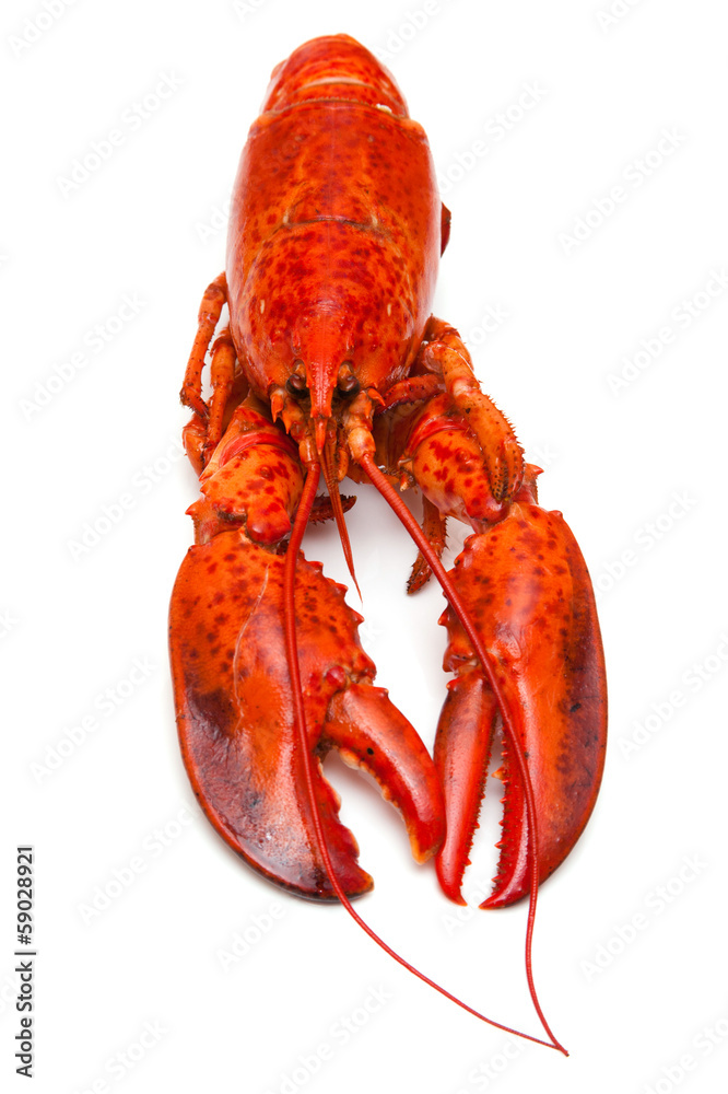 Cooked Canadian red lobster isolated on a white studio Backgroun Cooked Canadian red lobster isolated on a white studio Backgroun