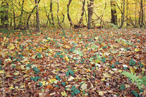 Фотография Autumn in the forest
