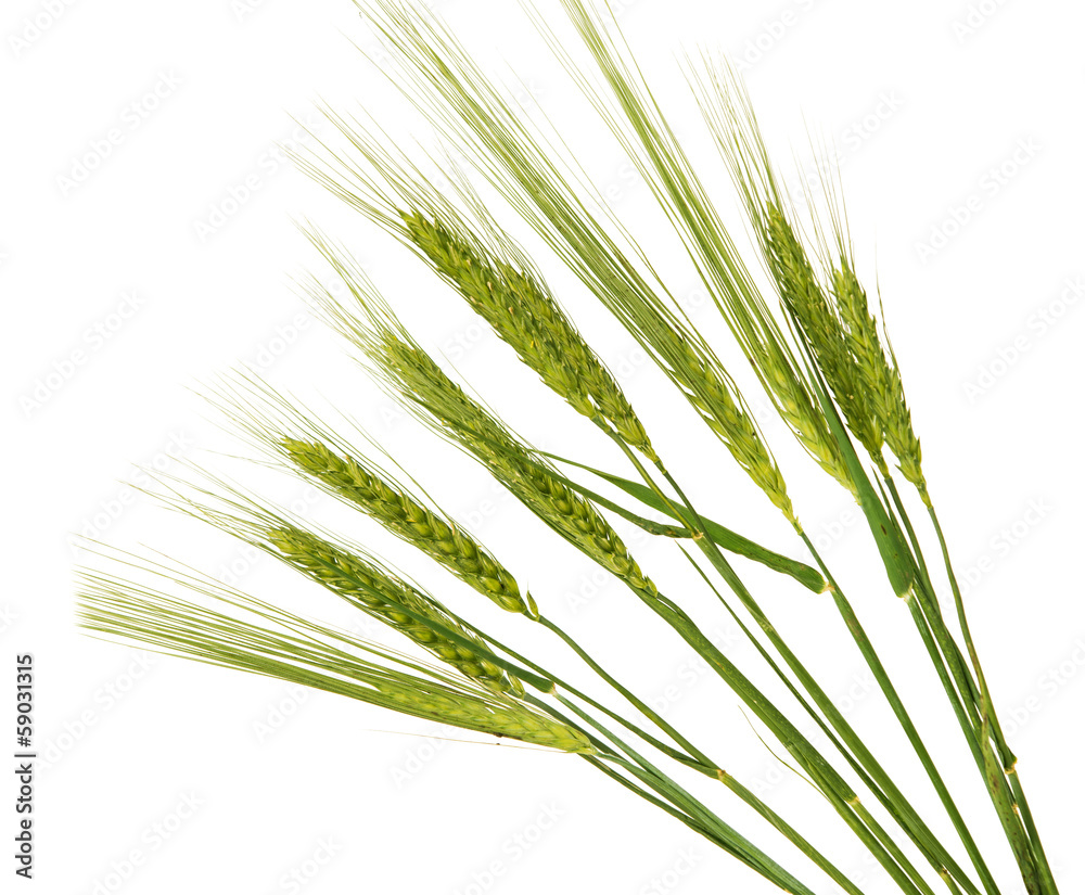 green ears of wheat isolated green ears of wheat isolated