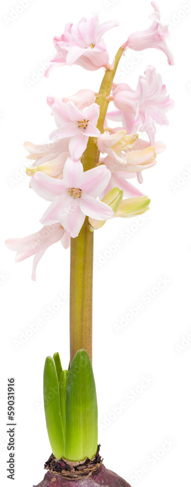 Obraz premium opening pink hyacinth,