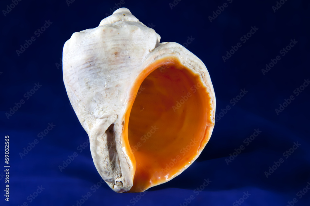 Veined rapa whelk (Rapana venosa) sea snail shell Veined rapa whelk (Rapana venosa) sea snail shell