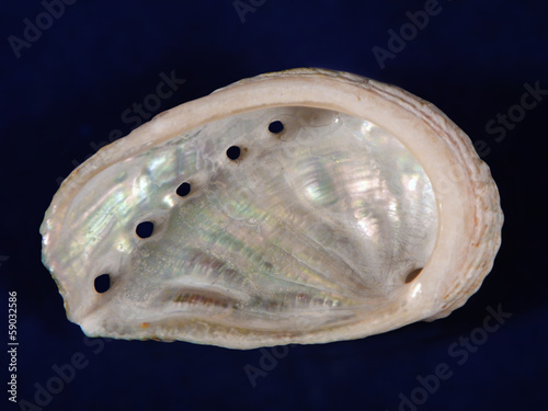 Green ormer (Haliotis tuberculata) shell