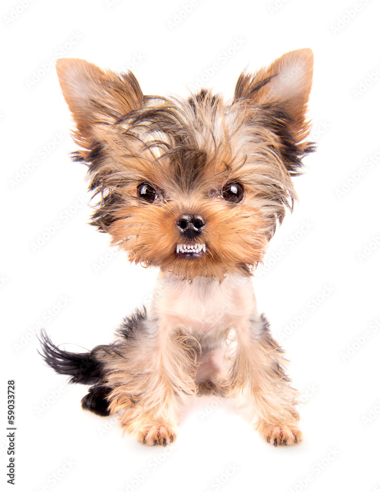 very angry Puppy very angry Puppy