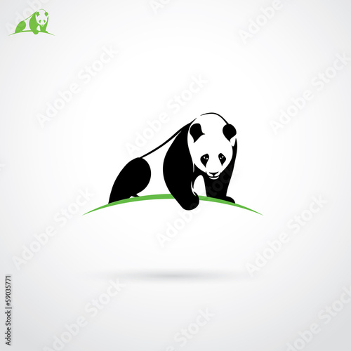 Giant panda