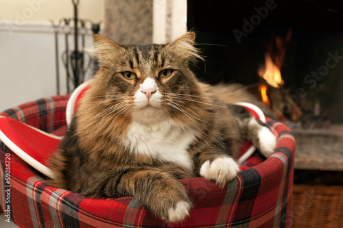 Fototapeta Naklejka Na Ścianę i Meble -  Cat bed in front of the fireplace