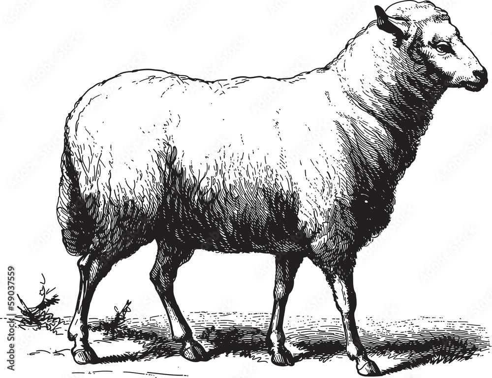 Fototapeta premium Sheep