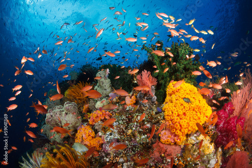 Fototapeta Naklejka Na Ścianę i Meble -  Colorful reef,Raja ampat,Indonesia
