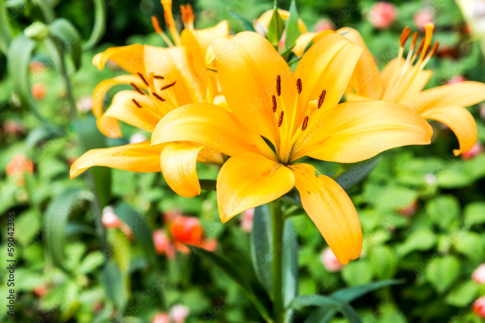 amaryllis flower in chiangmai province Thailand amaryllis flower in chiangmai province Thailand