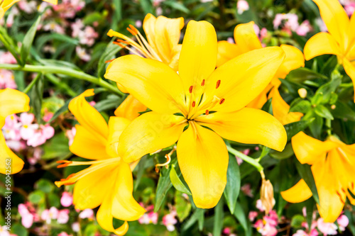 Fototapeta Naklejka Na Ścianę i Meble -  amaryllis flower in chiangmai province Thailand