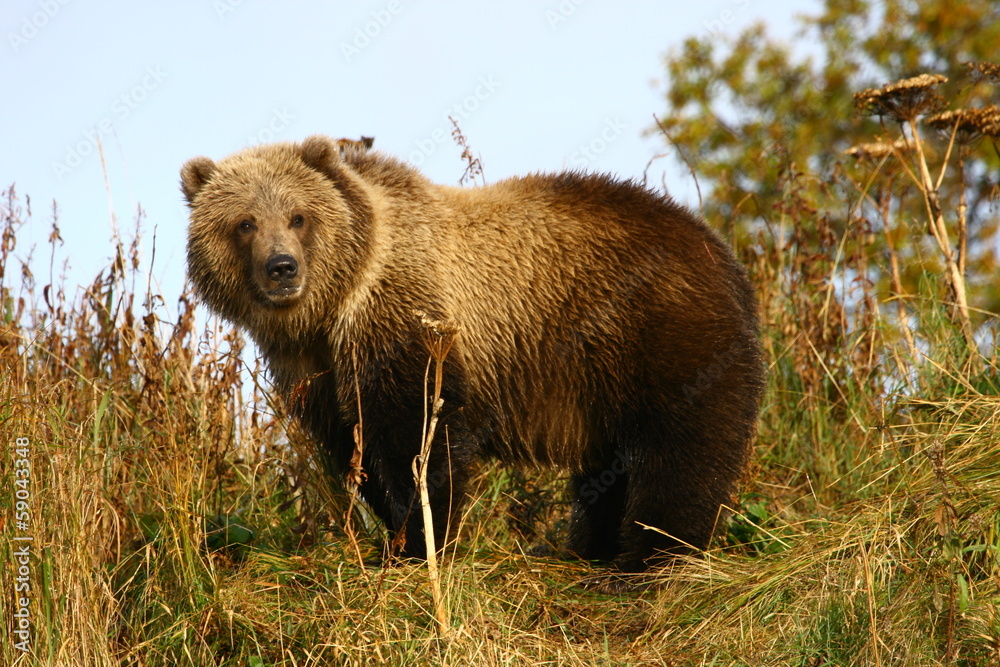 Fototapeta premium brown bear