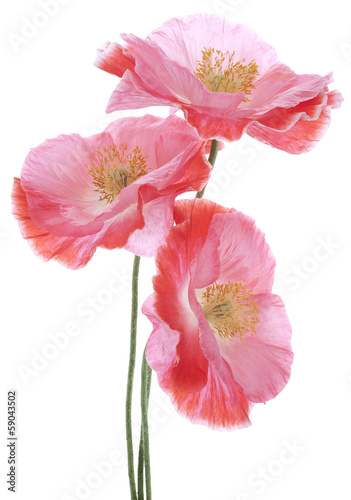 Fototapeta Naklejka Na Ścianę i Meble -  poppy