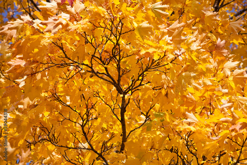 Autumn Autumn