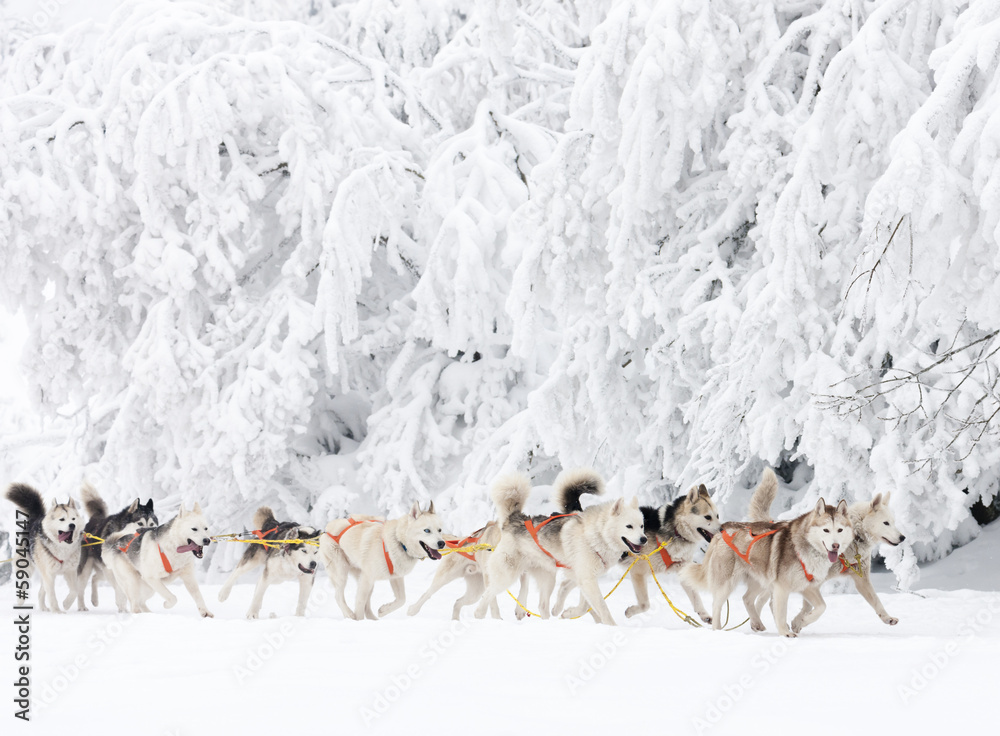 Fototapeta premium sledge dogging, Sedivacek's long, Czech Republic