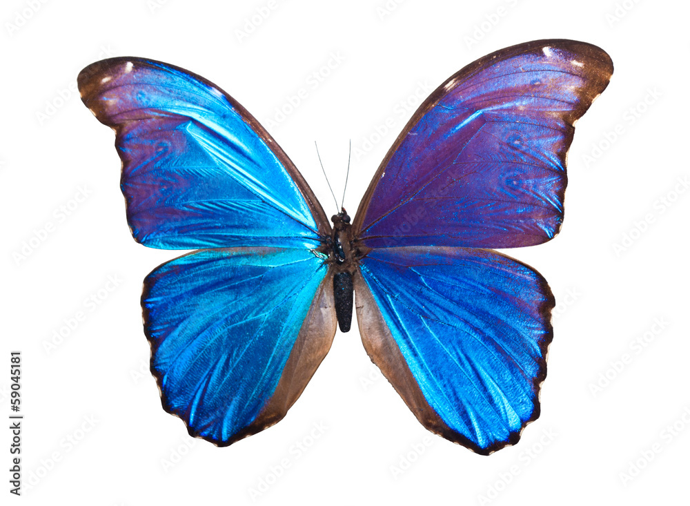 Naklejka premium Butterfly Morpho Didius