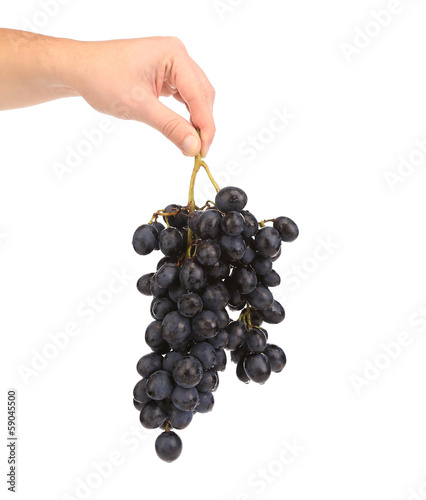 Black ripe grapes in hand with water drops.