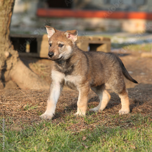 Gorgeous puppy of wolfdog in winter