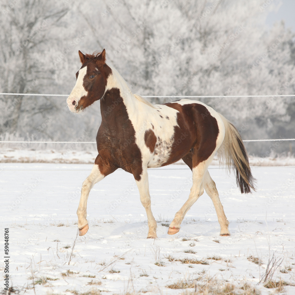 Gorgeous paint horse stallion running on winter pasturage Gorgeous paint horse stallion running on winter pasturage