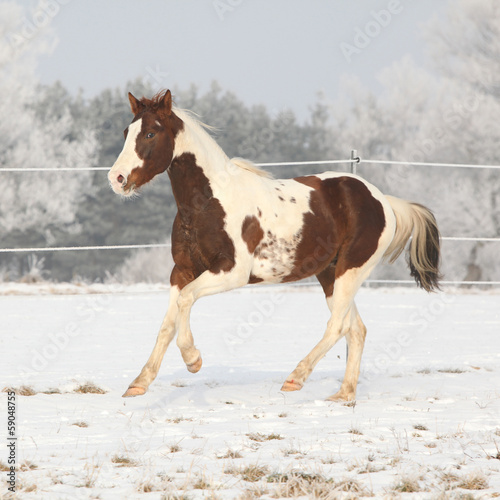 Gorgeous paint horse stallion running on winter pasturage