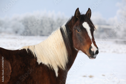 Young paint horse mare in winter
