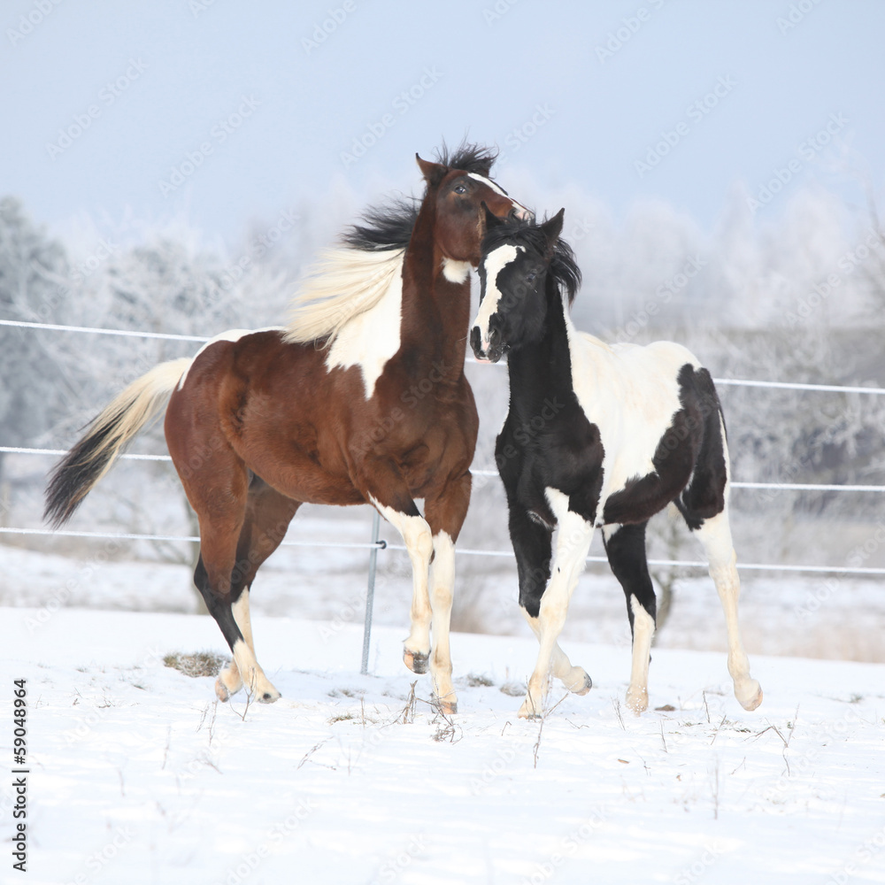 Two paint horses playing in winter Two paint horses playing in winter