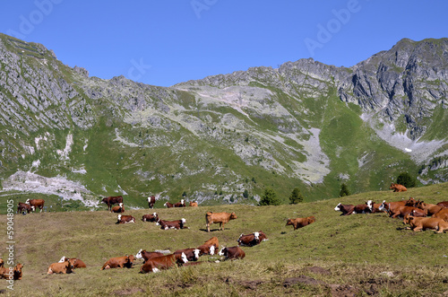 Cows in the French Alps