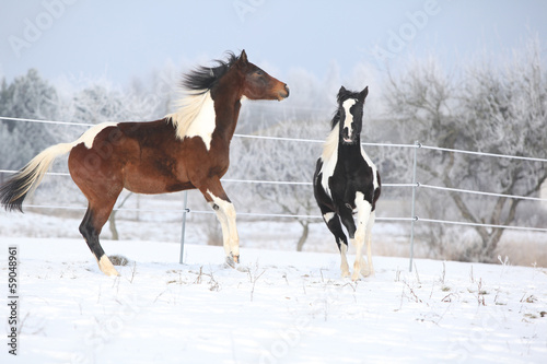 Two paint horses playing in winter