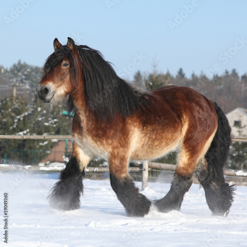 Nice dutch draught horse with long mane running in the snow