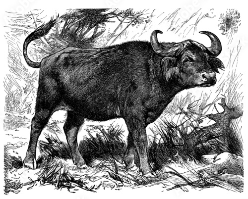 Buffalo - Buffle - Buffel photo