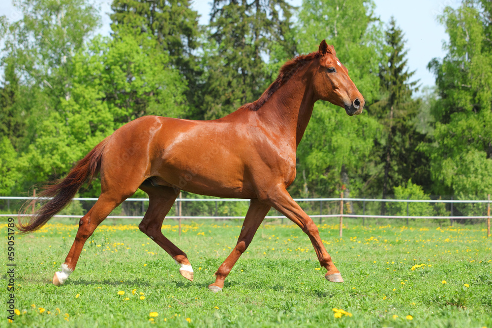 Trotting sportive breed horse in open paddock Trotting sportive breed horse in open paddock